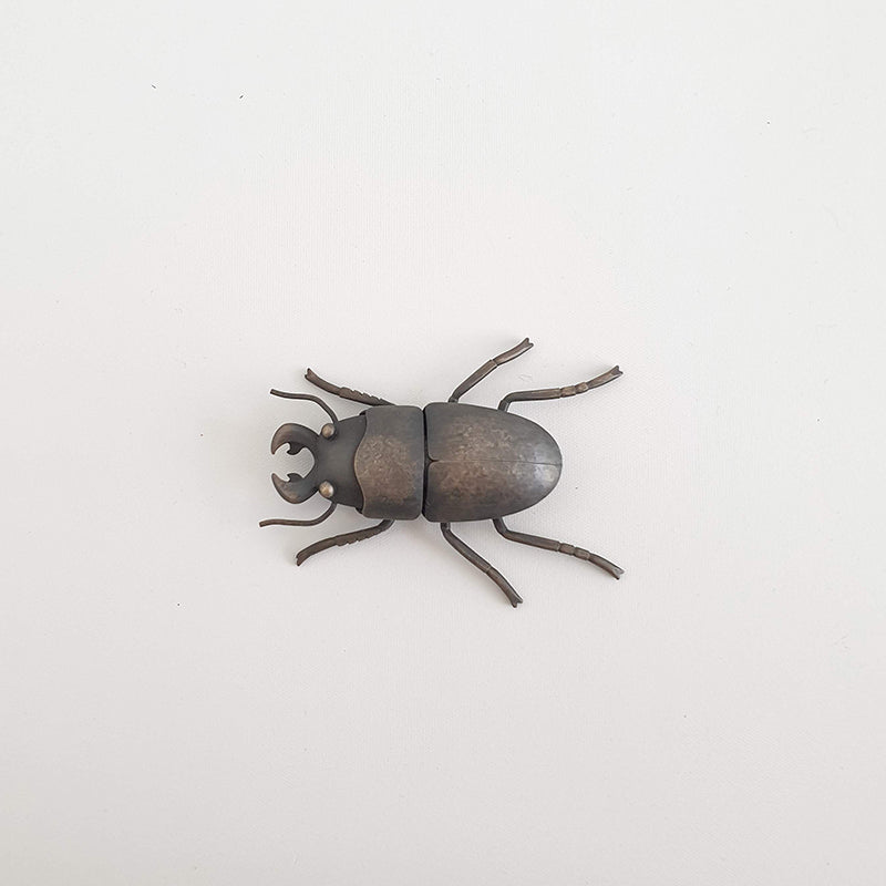 Helm's Stag Beetle, 2020