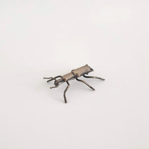 Stephen's Island Weevil, 2020