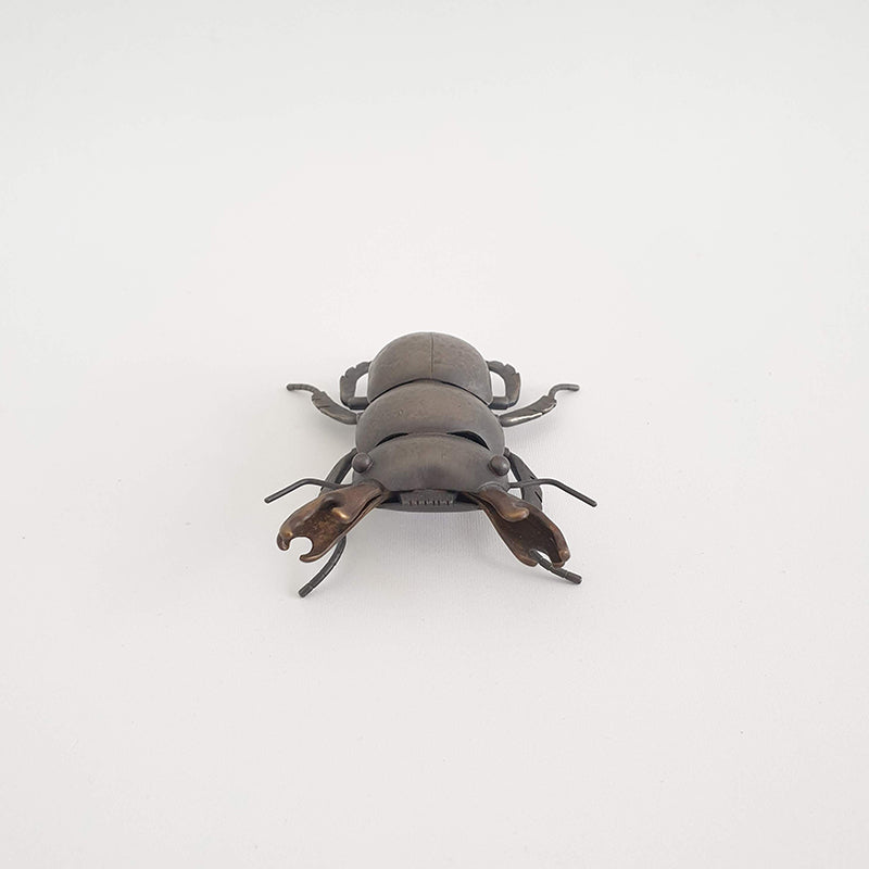 Mokohinau Stag Beetle (m), 2020
