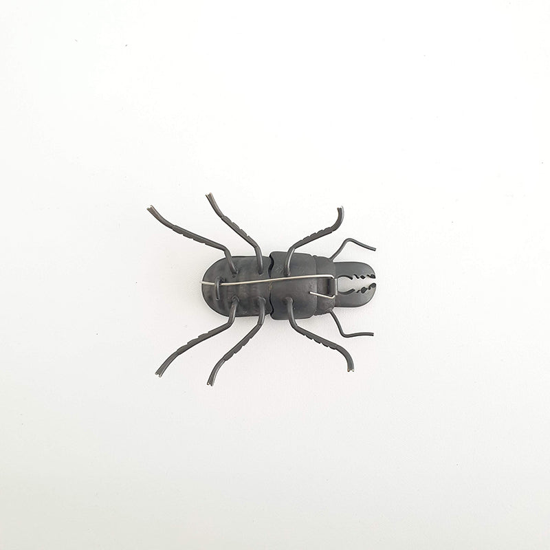Helm's Stag Beetle, 2020