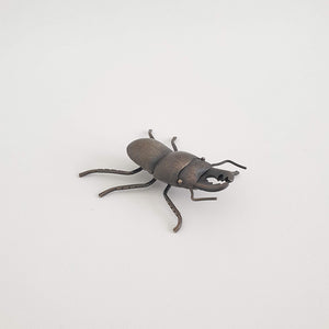Helm's Stag Beetle, 2020