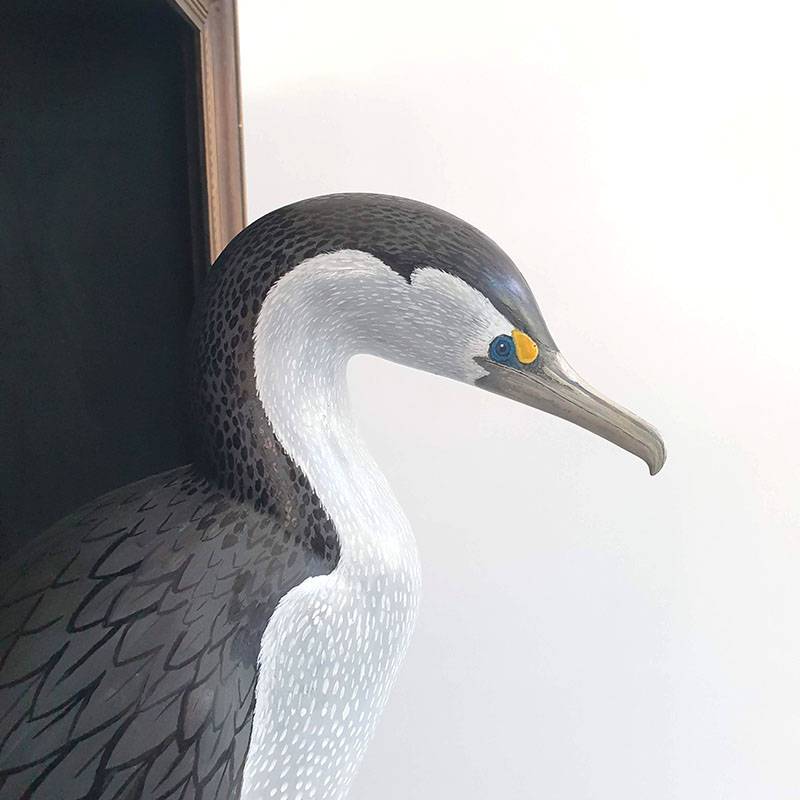 Pied Shag/ Karuhiruhi, 2021