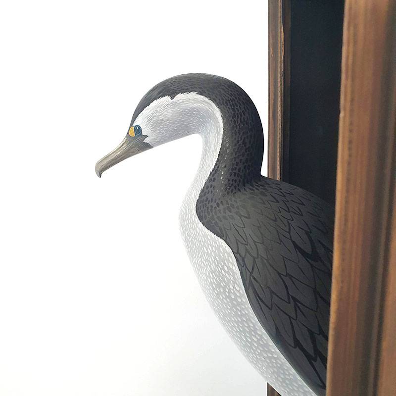 Pied Shag/ Karuhiruhi, 2021